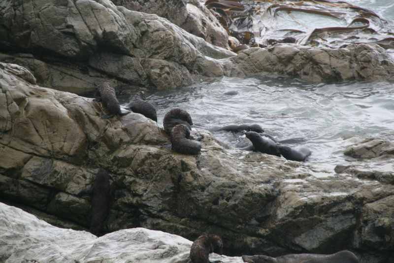 Nieuw-Zeeland 2011 - 1087